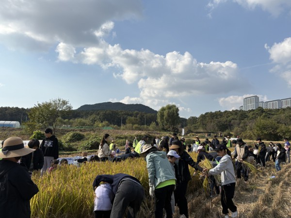 시민과 함께하는 가을걷이 행사에 참여한 시민들이 추수를 하고 있다