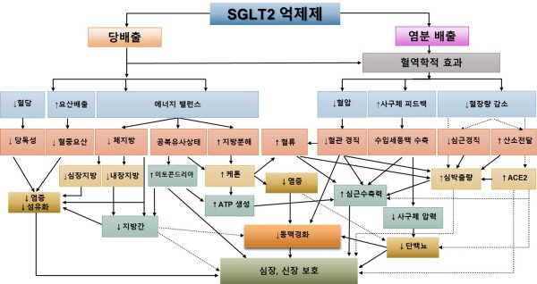 SGLT2 억제제의 복합적이고 다층적인 기전.  실선은 임상 연구에서 입증됐으며, 점선은 전임상 연구에서 입증됐다.